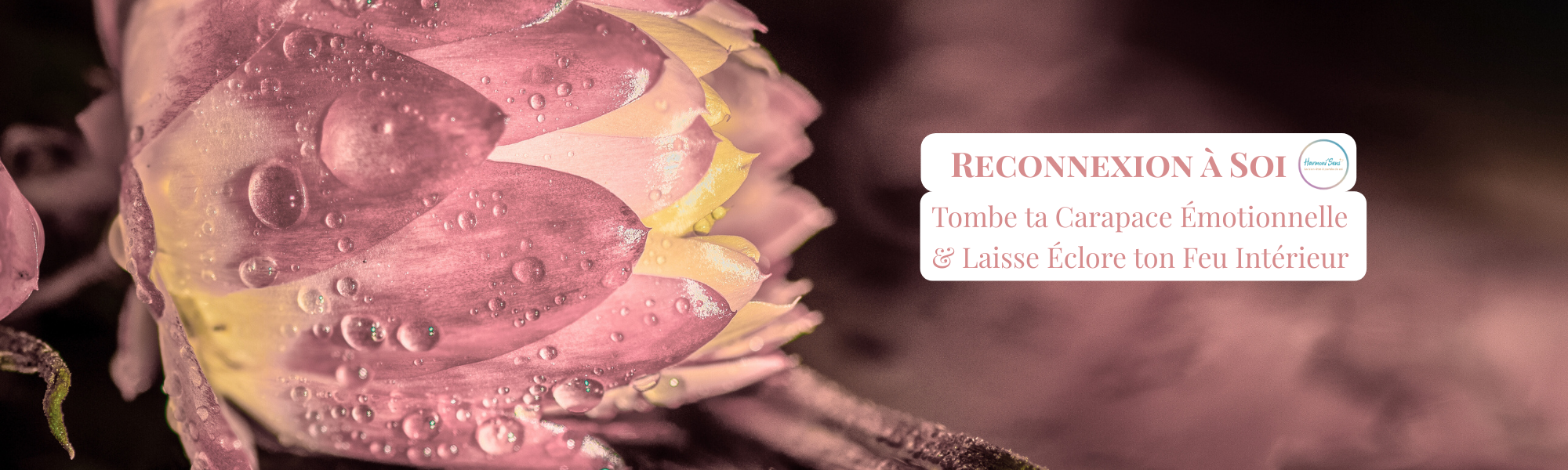 Gros plan sur une fleur rose au cœur jaune qui éclot, symbole de l'éclosion de l'âme et du feu intérieur retrouvés après avoir lâché prise – Harmoni'Sens